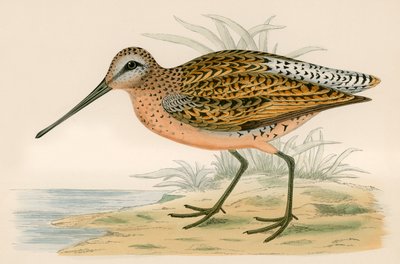 Brown Snipe by Beverley R. Morris